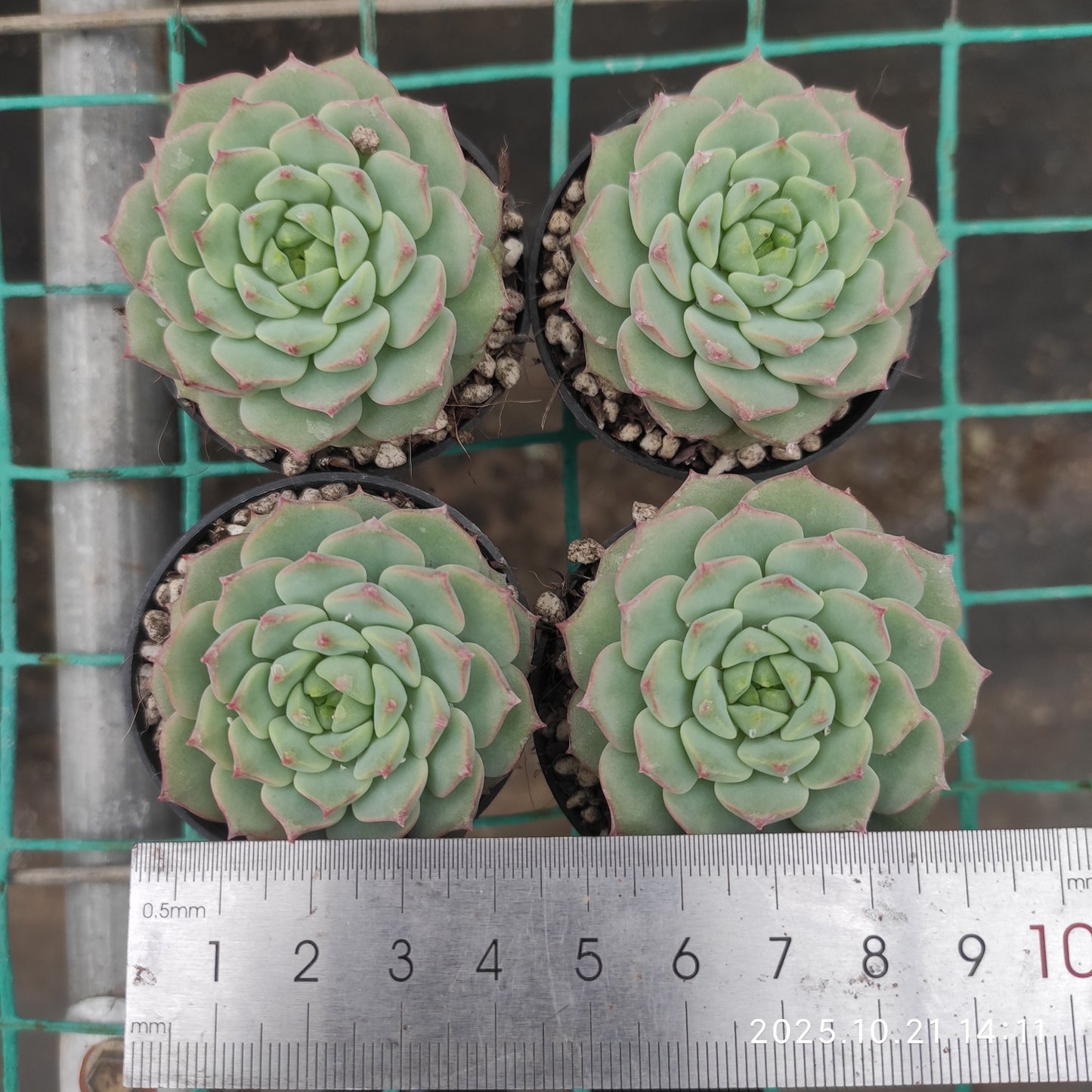 21914 Echeveria Rose Lily (5.5cm pot size)