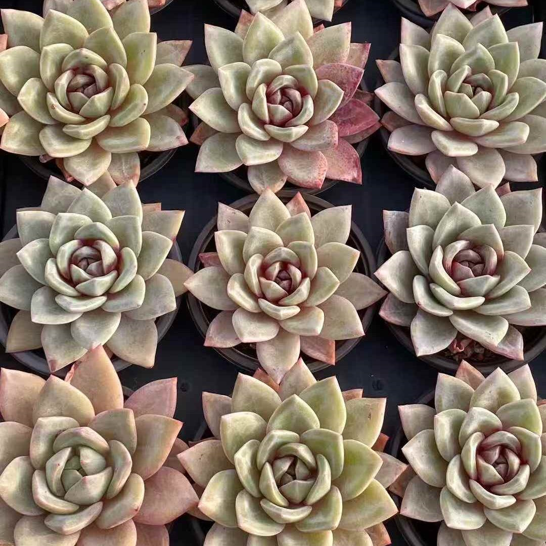 24478 Echeveria German Champagne (9cm pot size)