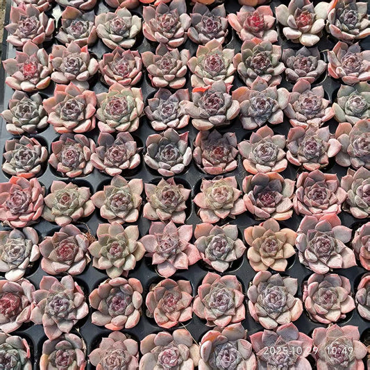 21700 Echeveria Ice Lotus (3cm pot size)