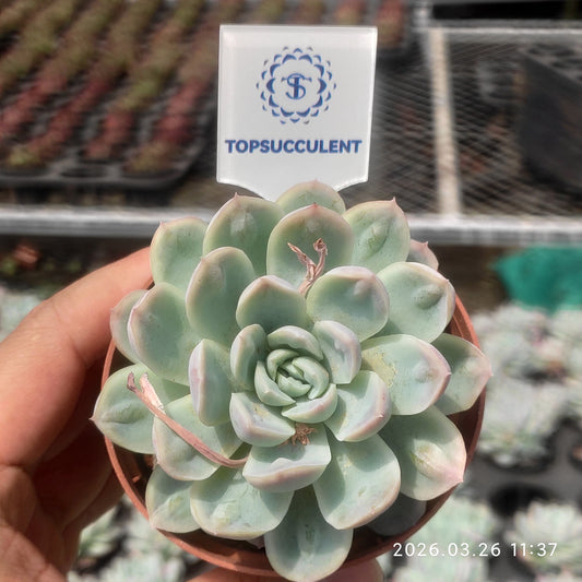 7266 Echeveria Ice Point (7cm pot size)