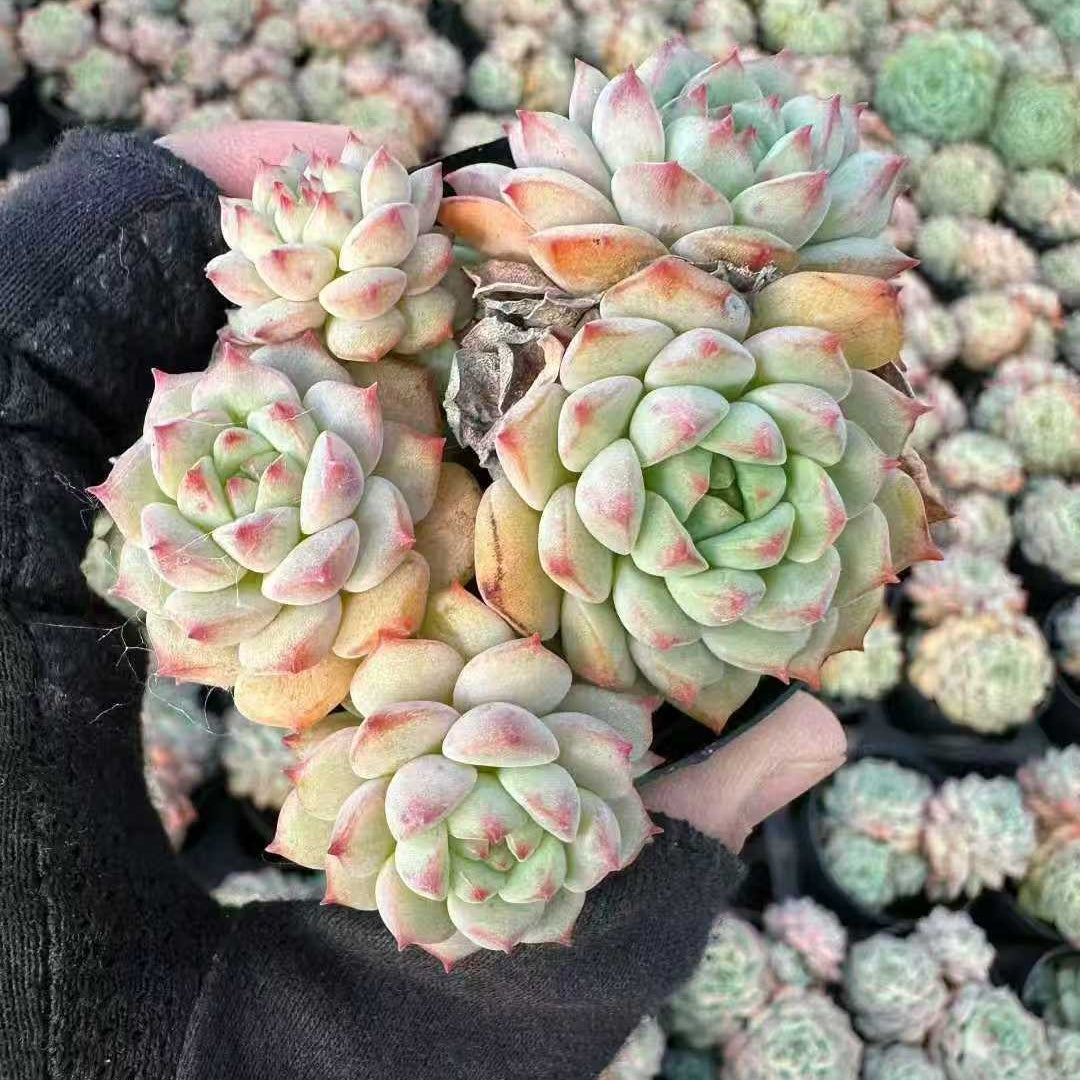 22023 Echeveria Panda Face (5.5cm pot size)