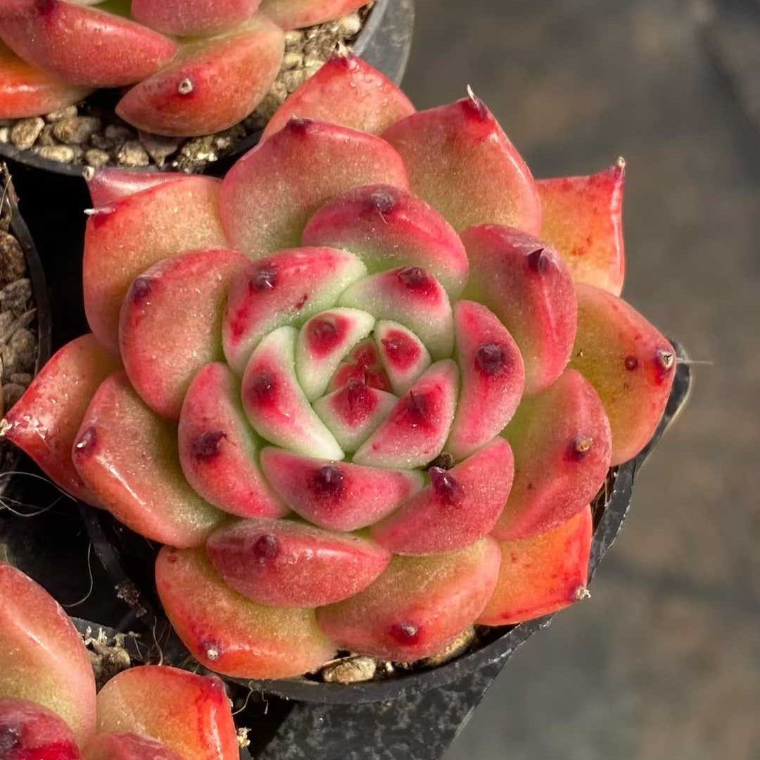 24791 Echeveria Garcia (5.5cm pot size)