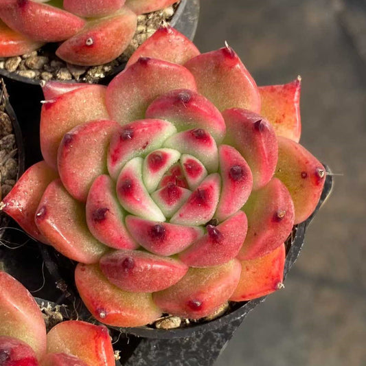 24791 Echeveria Garcia (5.5cm pot size)