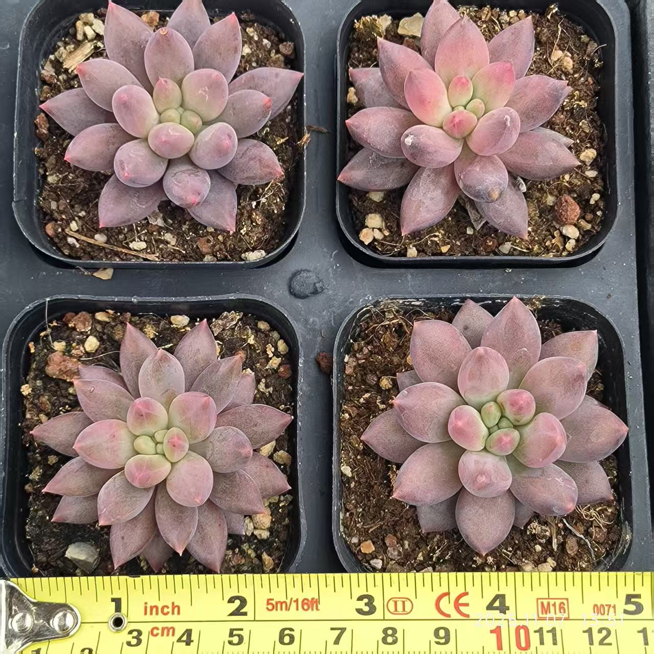 4227 Echeveria Angels Finger (6.5cm pot size)
