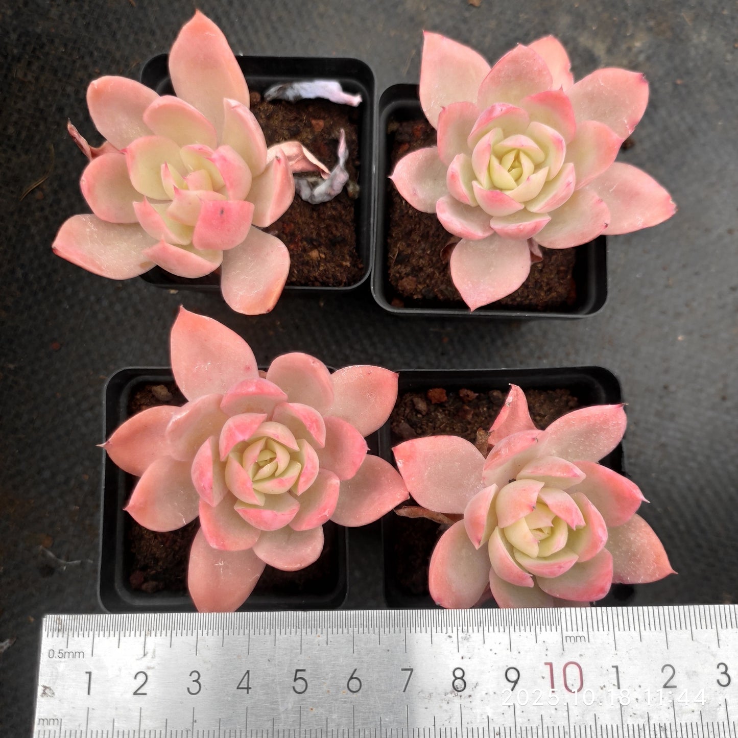YBB031 Echeveria Silk Veil(7cm pot size)