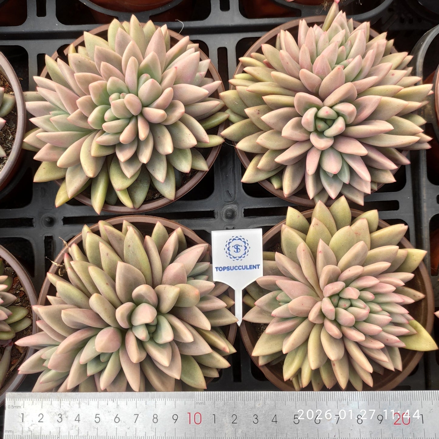 22163 Echeveria Ruby Donna Cristata (12cm pot size)
