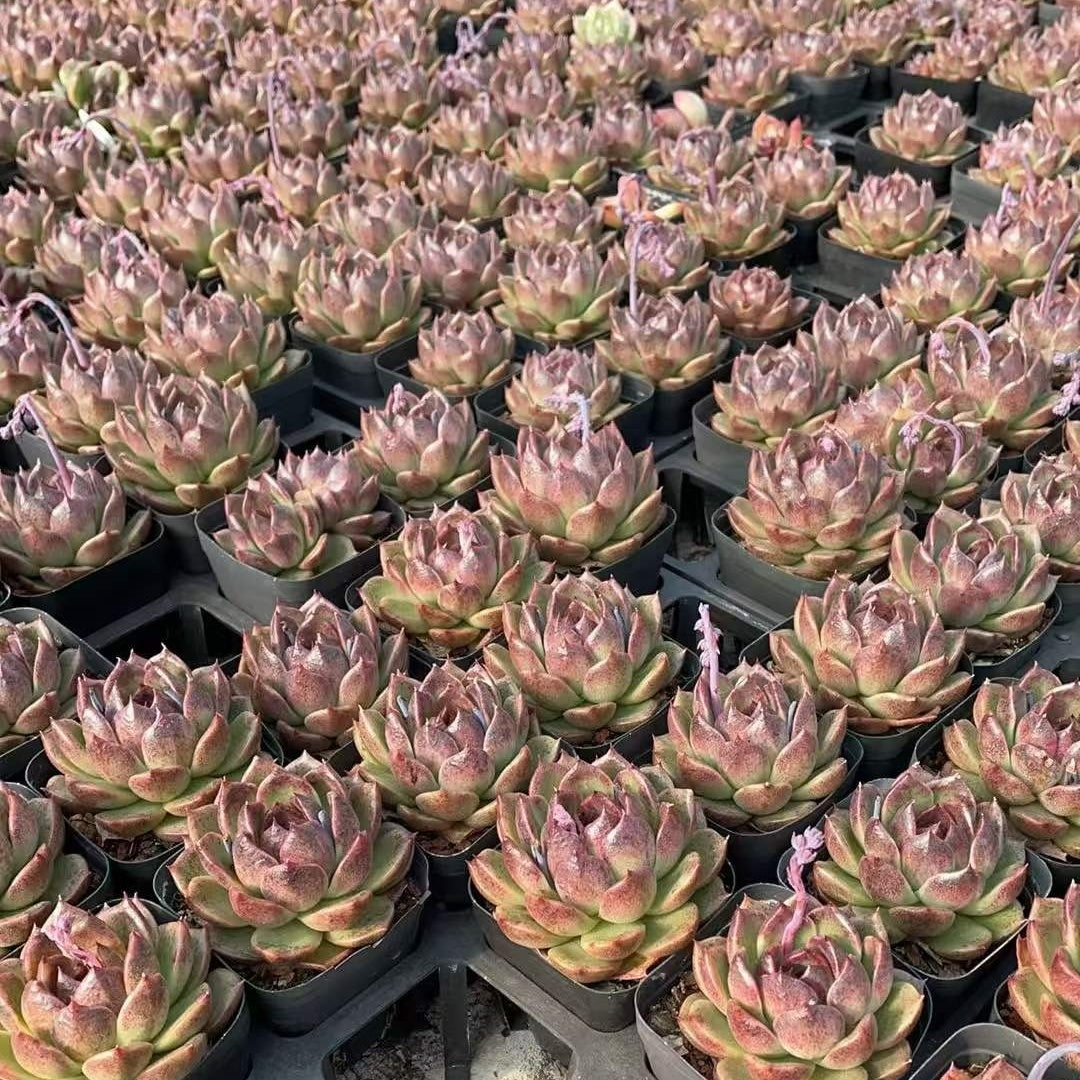 25775 Echeveria Ebony Plum (7cm pot size)