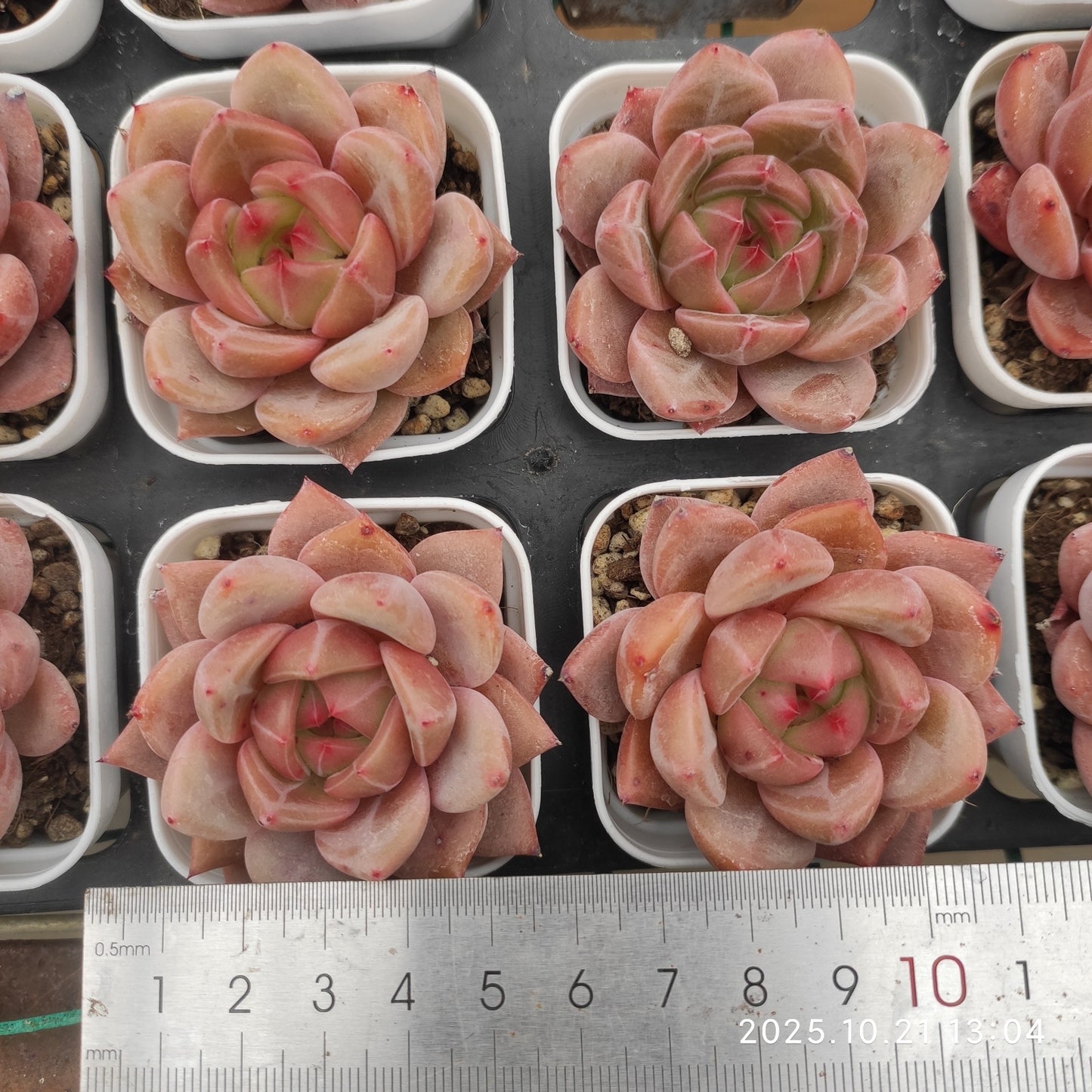 19677 Echeveria Pink Champagne (5.5cm pot size)
