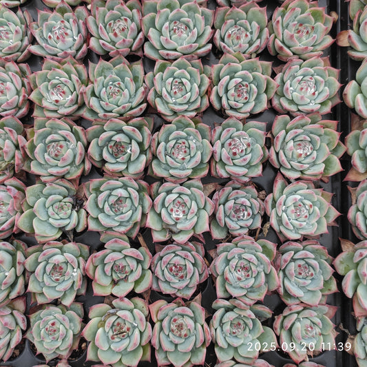 21221 Echeveria Chihuahuaensis (3cm pot size)