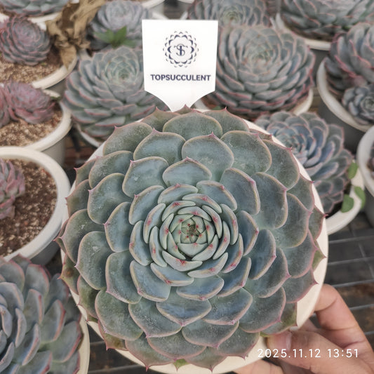 19301 Echeveria Pirate (20cm pot size)