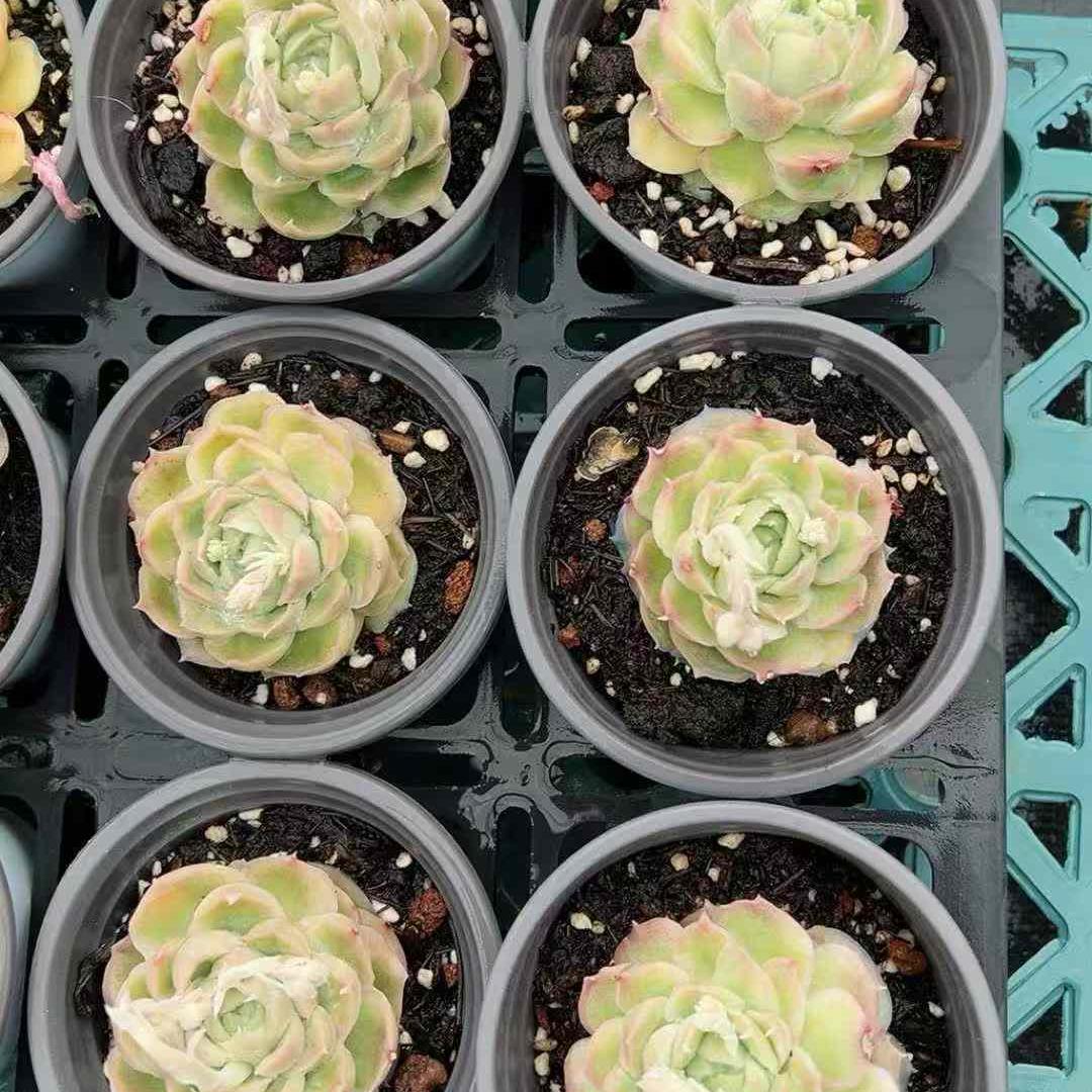 25050 Echeveria Shrimp Dumplings (7cm pot size)