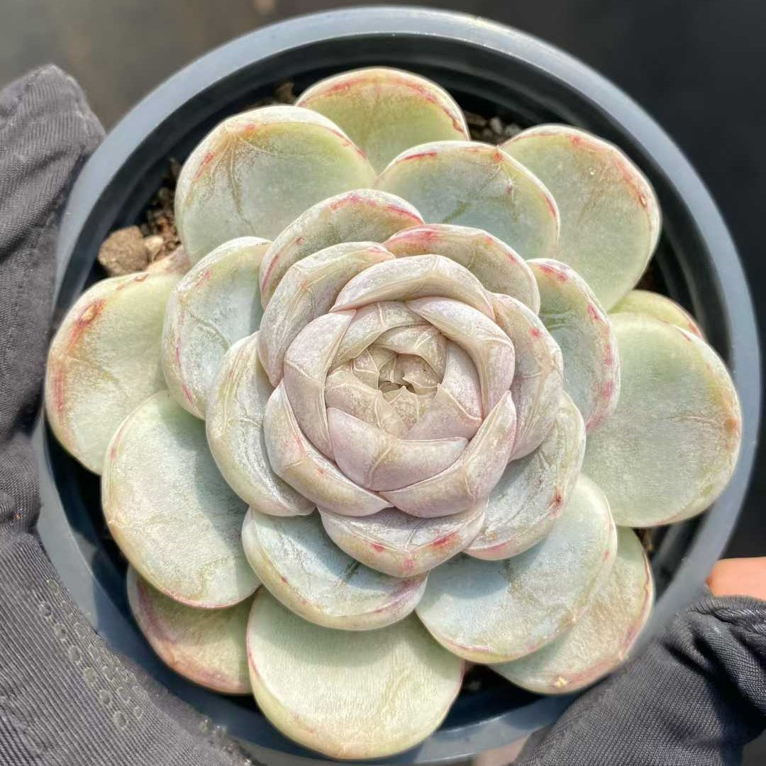 25370 Echeveria Macchiato (9cm pot size)