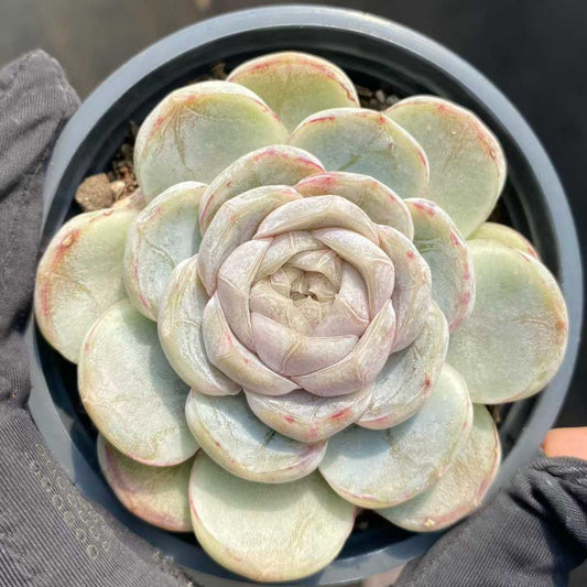 25370 Echeveria Macchiato (9cm pot size)