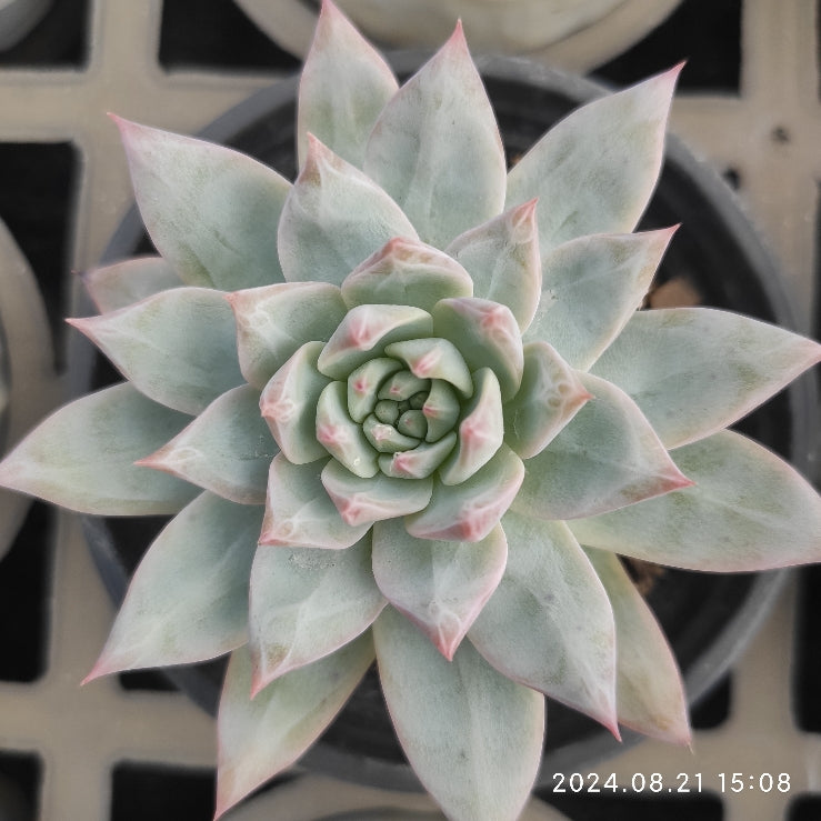 HWQ030 Echeveria Blue Bird