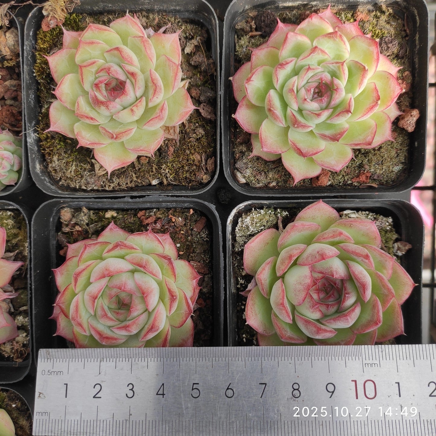 22178 Echeveria Violet Queen (7cm pot size)