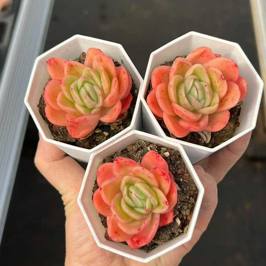 22812 Echeveria RasAga (7cm pot size)
