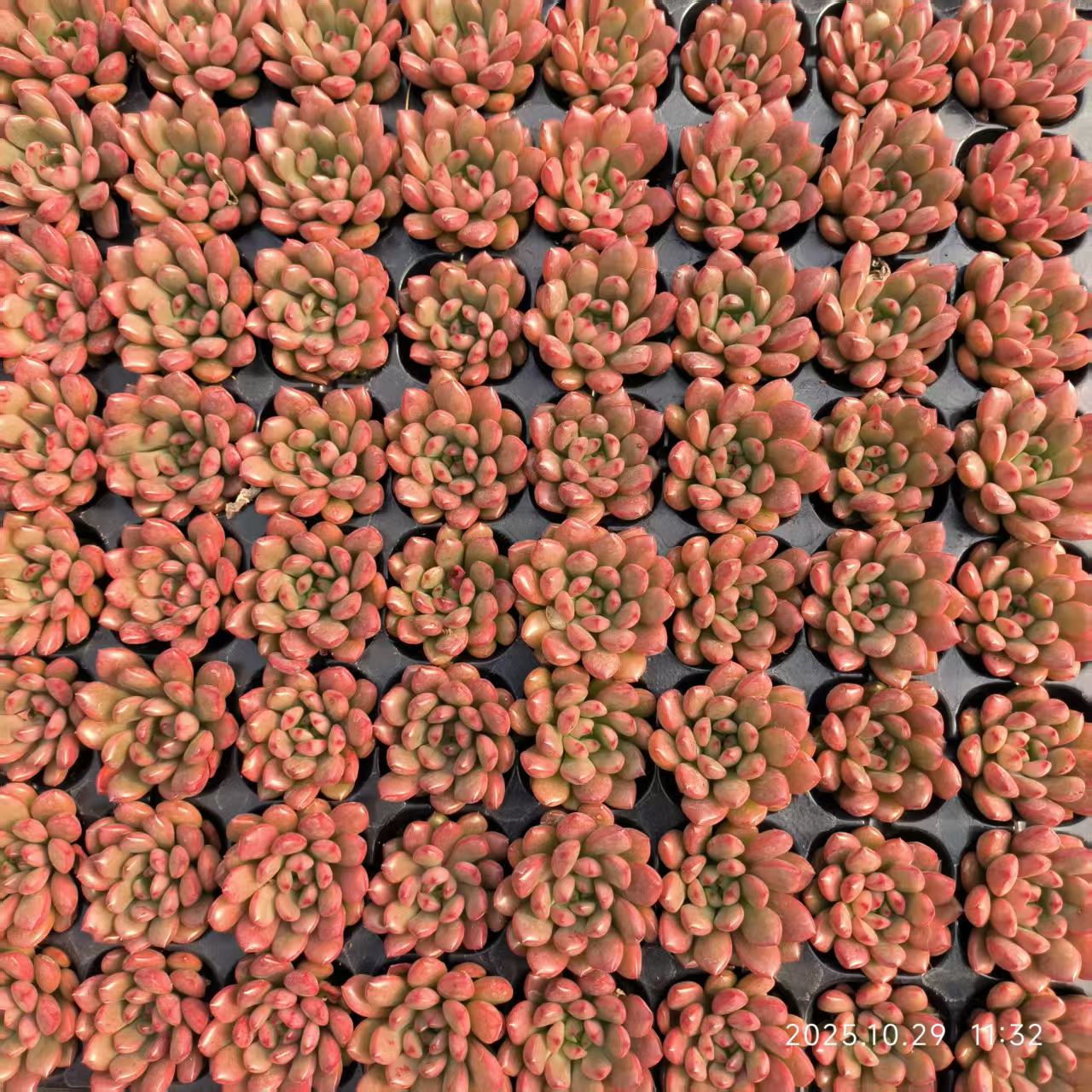 21707 Echeveria Pink Rubby (3cm pot size)