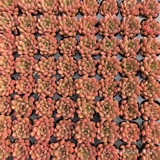 21707 Echeveria Pink Rubby (3cm pot size)