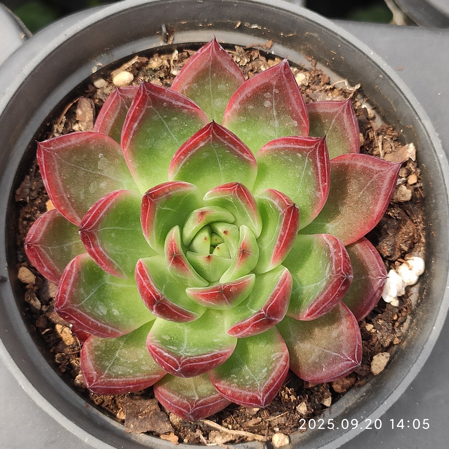 XY363 Echeveria Rafia Hyb(7cm pot size)