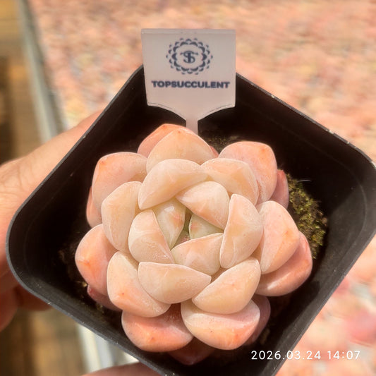 18355 Echeveria Peach Cream (7cm pot size)