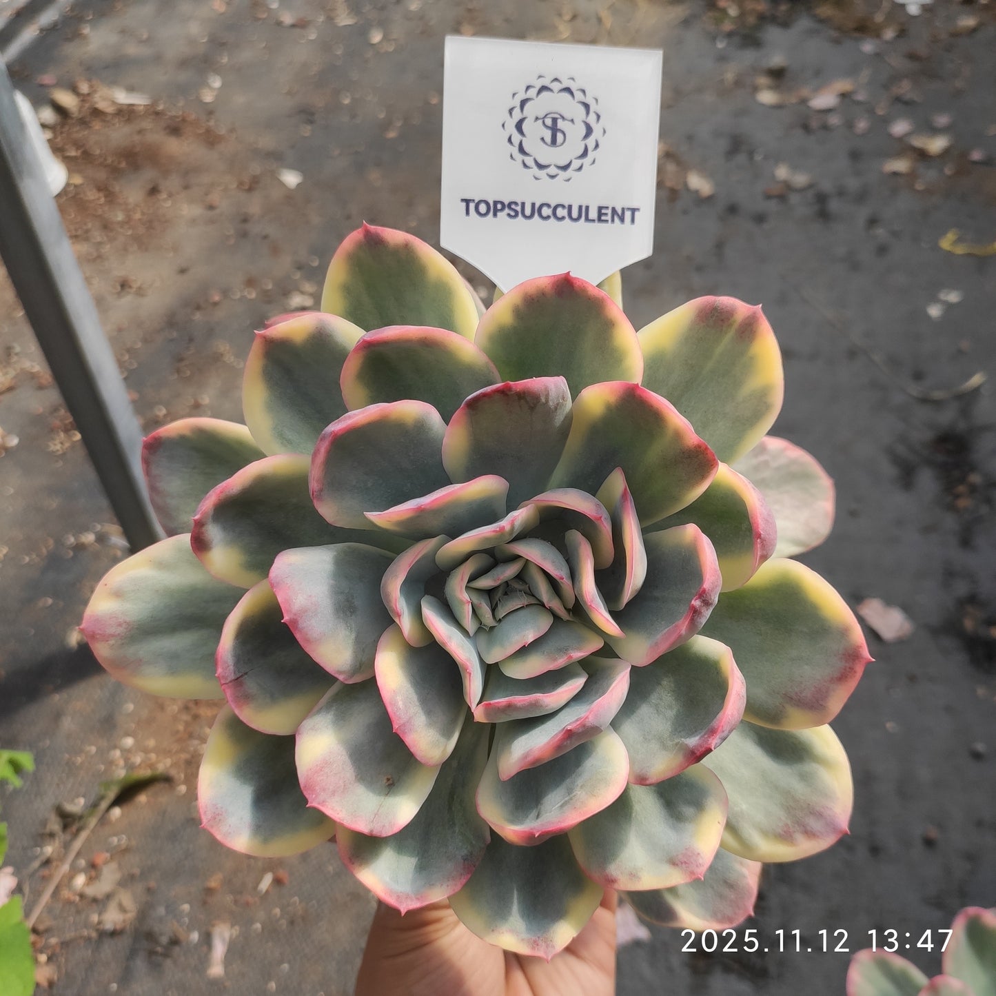 7246 Echeveria Luella Variegated (12cm pot size)