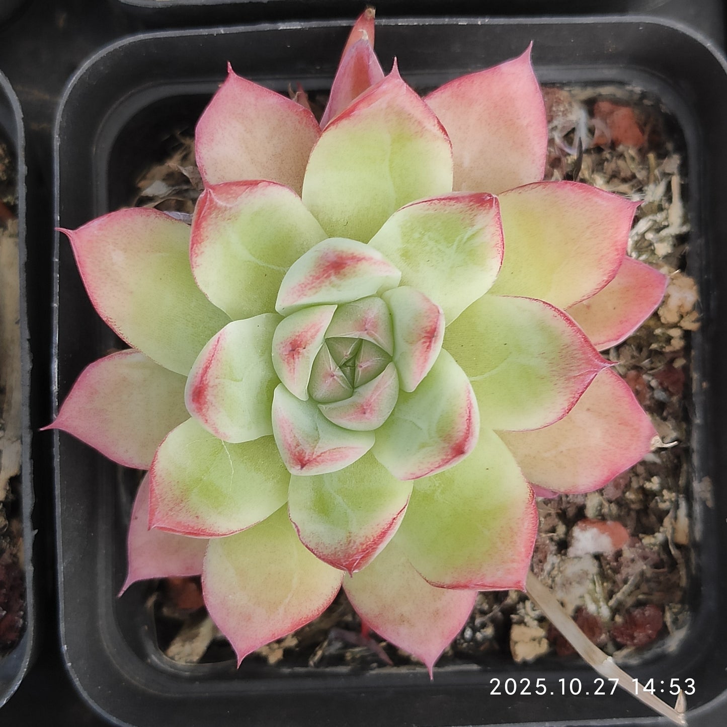 22176 Echeveria Dream Queen (7cm pot size)