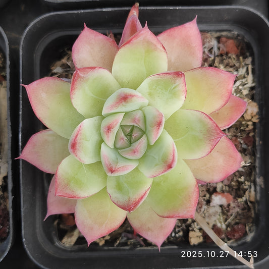 22176 Echeveria Dream Queen (7cm pot size)