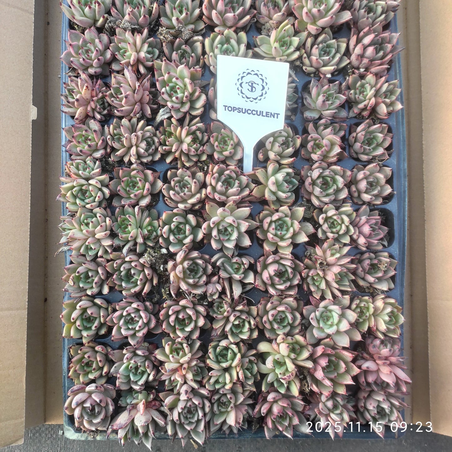 23966 Echeveria Hallowen (3cm pot size)