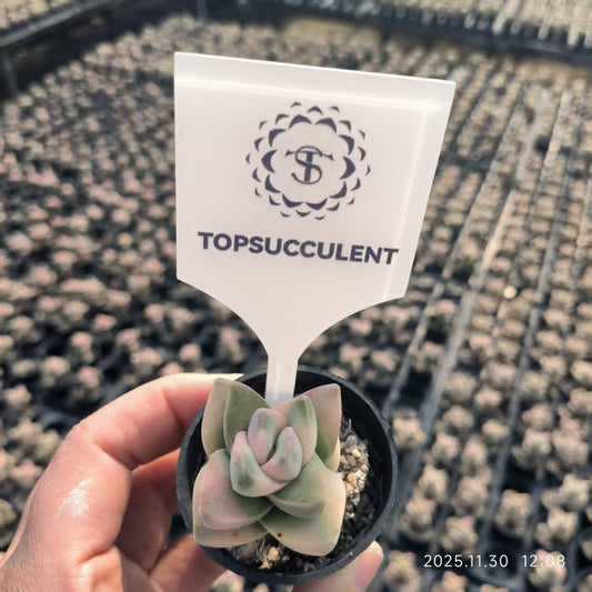 8496 Crassula Moonglow Variegated (6.5cm pot size)