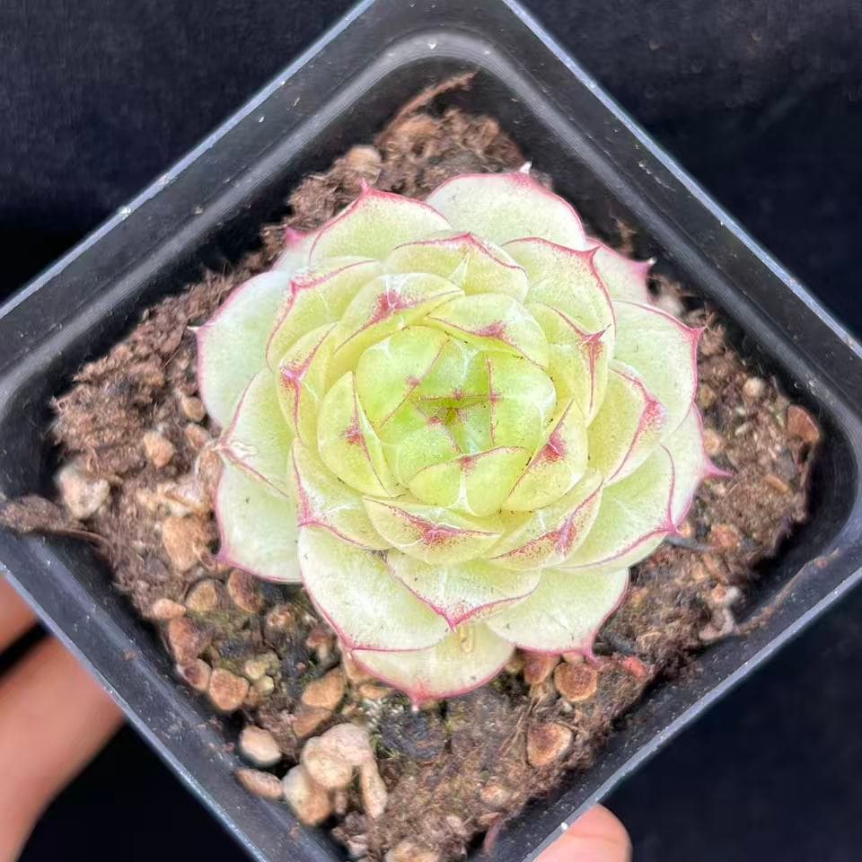 20588 Echeveria Lace Queen (7cm pot size)