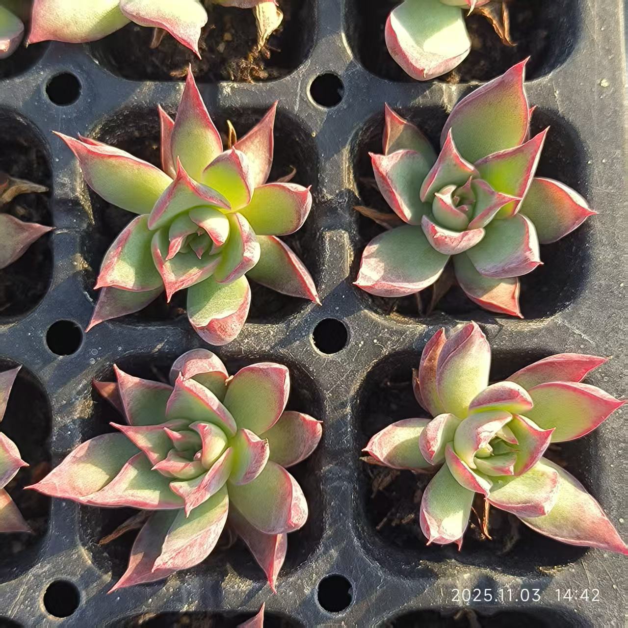 21939 Echeveria Casio (3cm pot size)