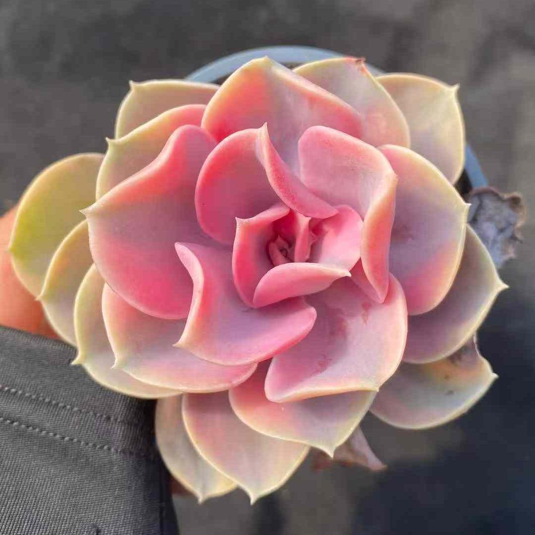 14473 Echeveria Rainbow Variegated (9cm pot size)