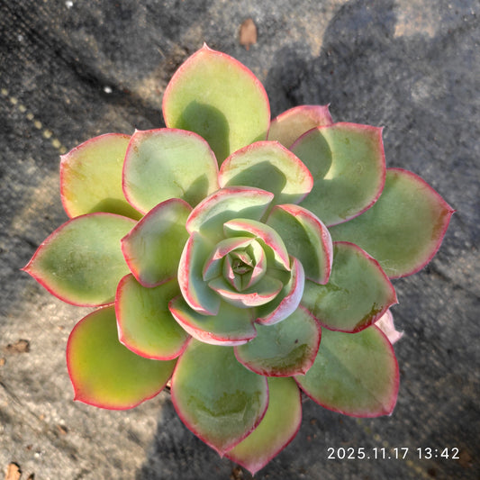 0382 Echeveria Neon Light (9cm pot size)