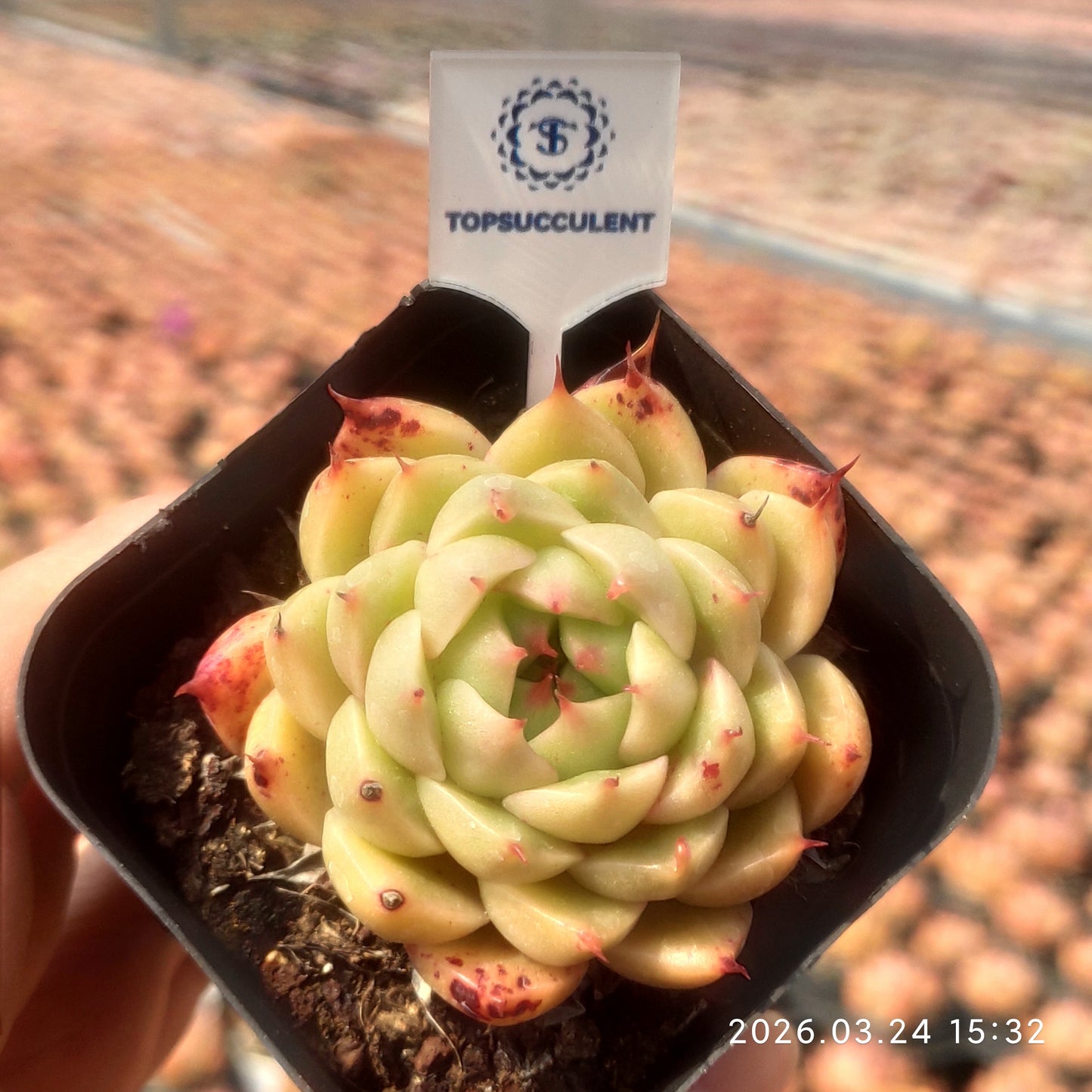80556 Echeveria Silver Snow (6.5cm pot size)