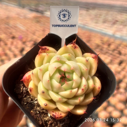 80556 Echeveria Silver Snow (6.5cm pot size)