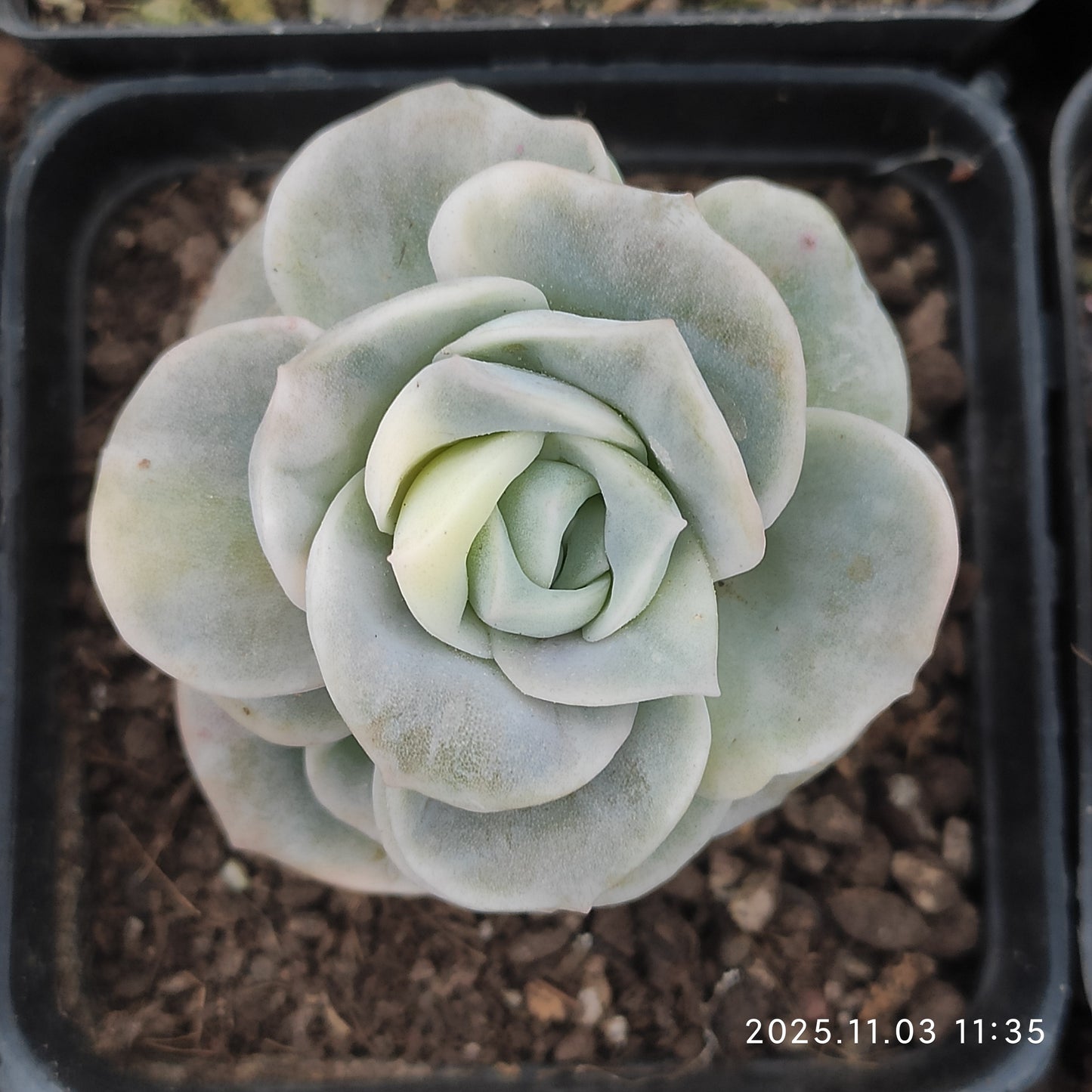 21145 Echeveria Lovely Rose Variegated (7cm pot size)