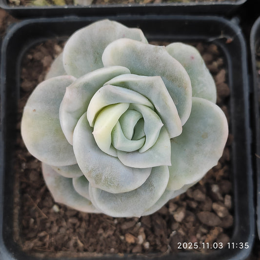 21145 Echeveria Lovely Rose Variegated (7cm pot size)