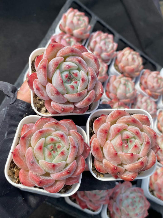 361724 Echeveria Fire Gem (5.5cm pot size)