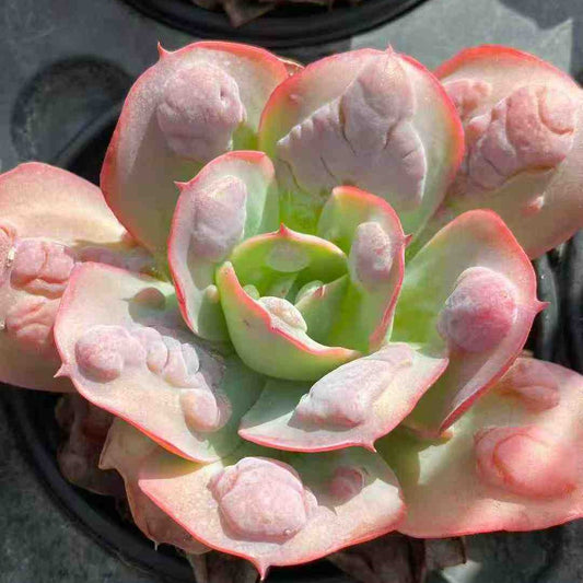 20715 Echeveria Garden Bungalow (9cm pot size)