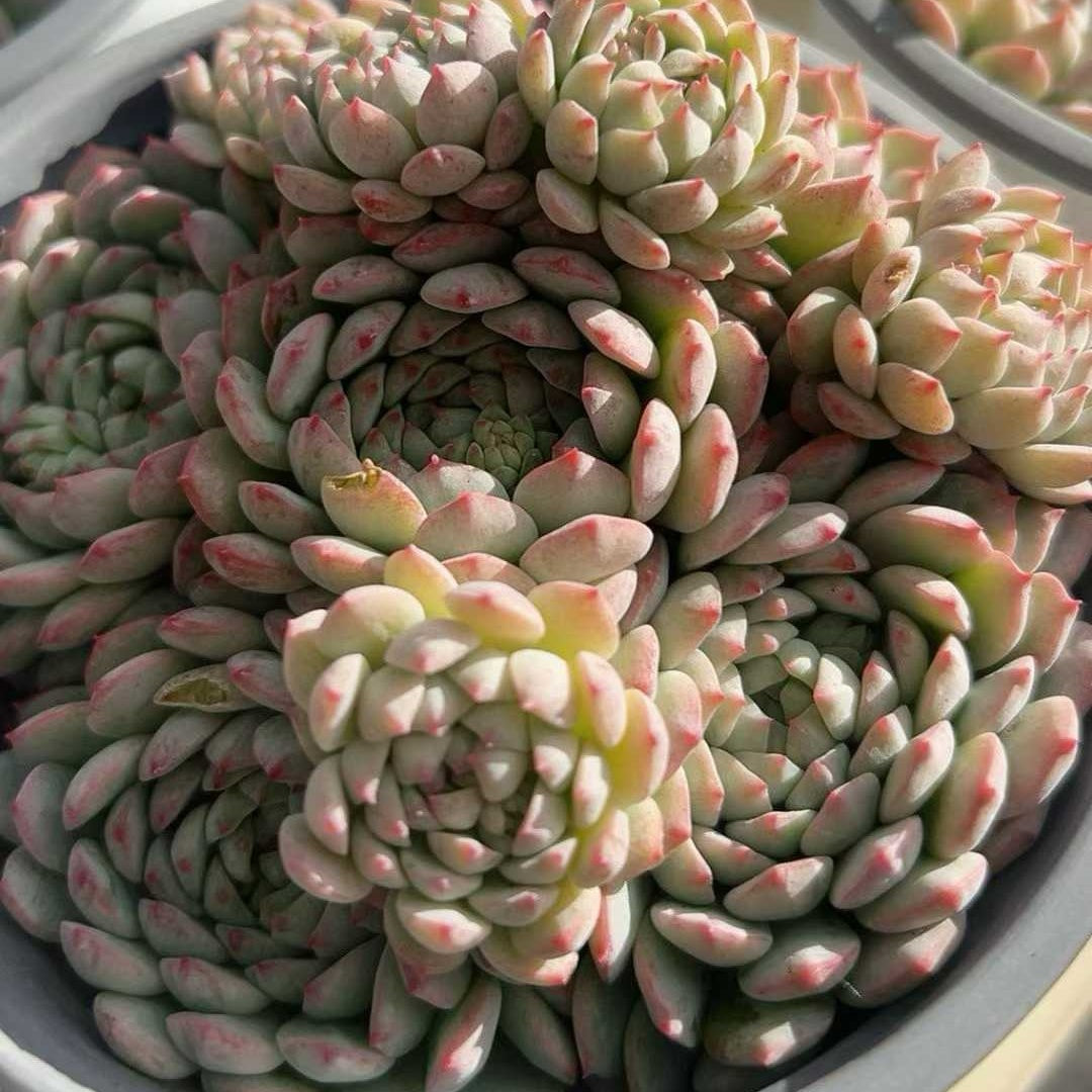 23994 Echeveria Pink Berry (12cm pot size)