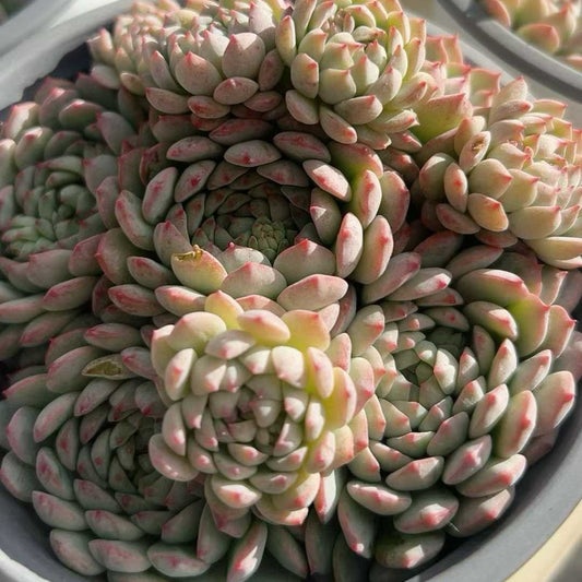 23994 Echeveria Pink Berry (12cm pot size)