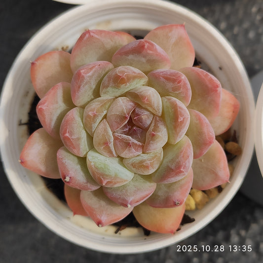 22202 Echeveria Snow Face (6cm pot size)