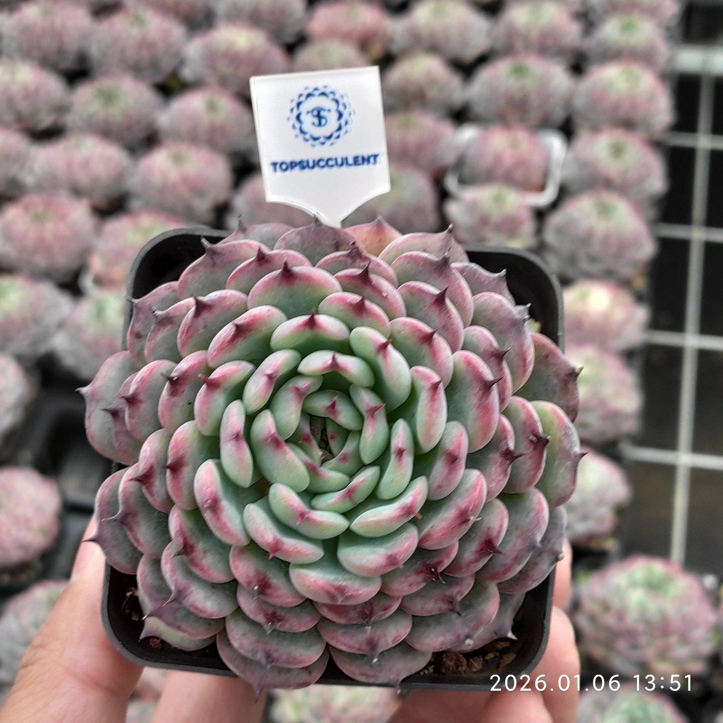 20762 Echeveria Marcel (7cm pot size)