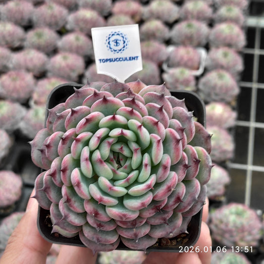 20762 Echeveria Marcel (7cm pot size)