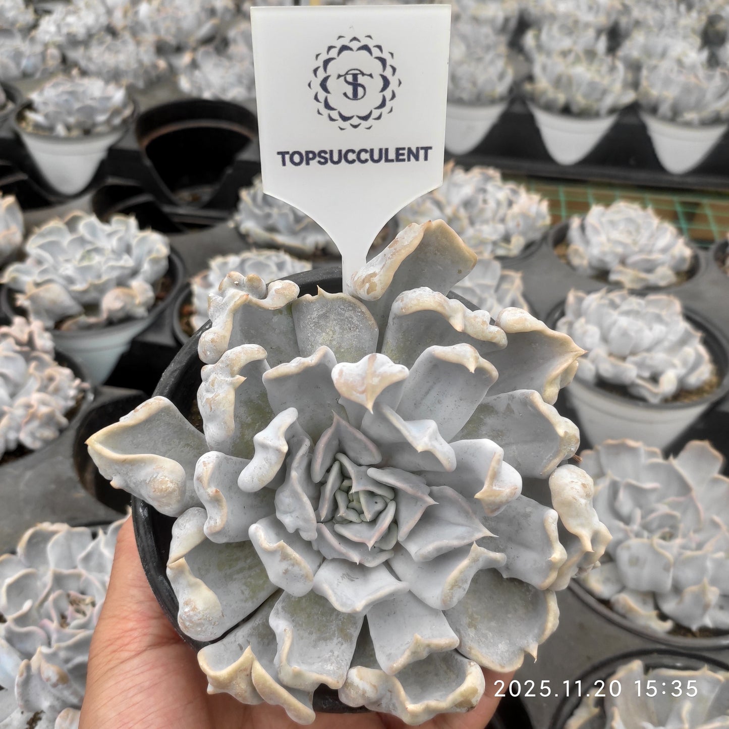 22793 Echeveria Thrilling Pearl (12.5cm pot size)