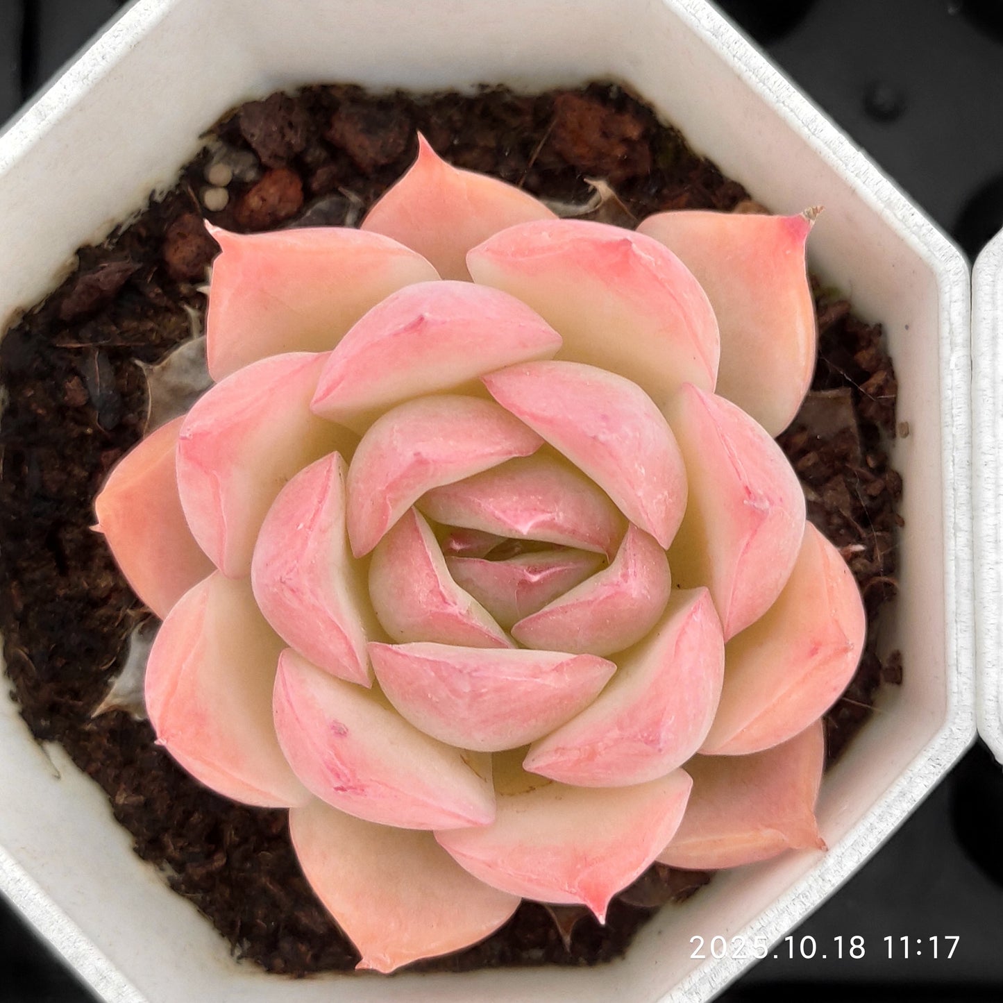 YBB192 Echeveria Silhouette(7cm pot size)