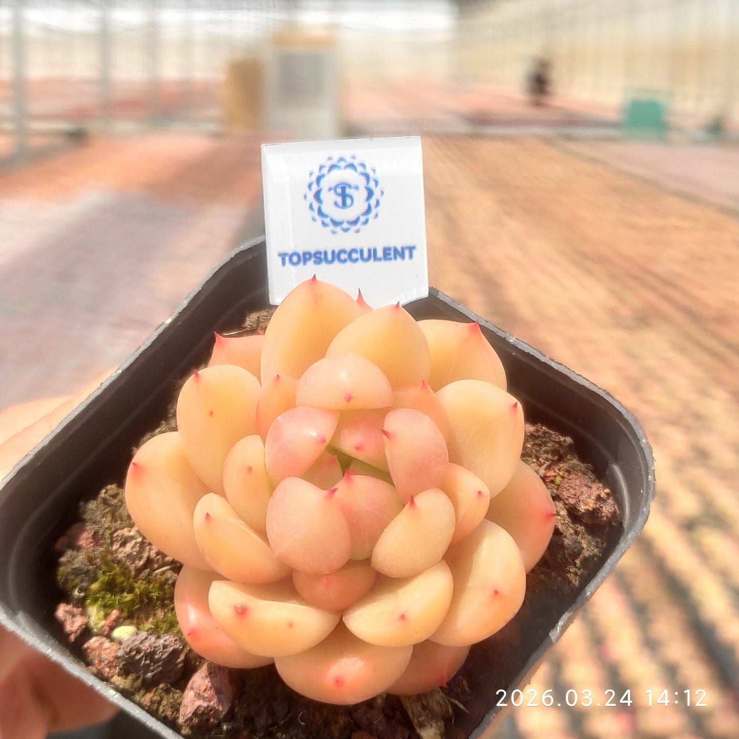 24663 Echeveria Peach Jelly (7cm pot size)