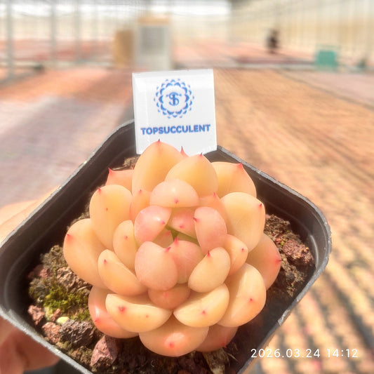 24663 Echeveria Peach Jelly (7cm pot size)