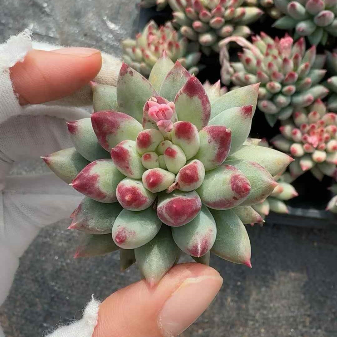 25209 Echeveria Yeonja (3cm pot size)