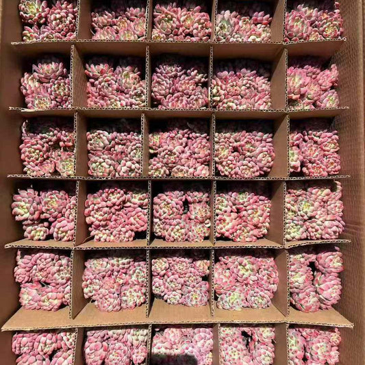 23390 Echeveria Blue Elf (9cm pot size)